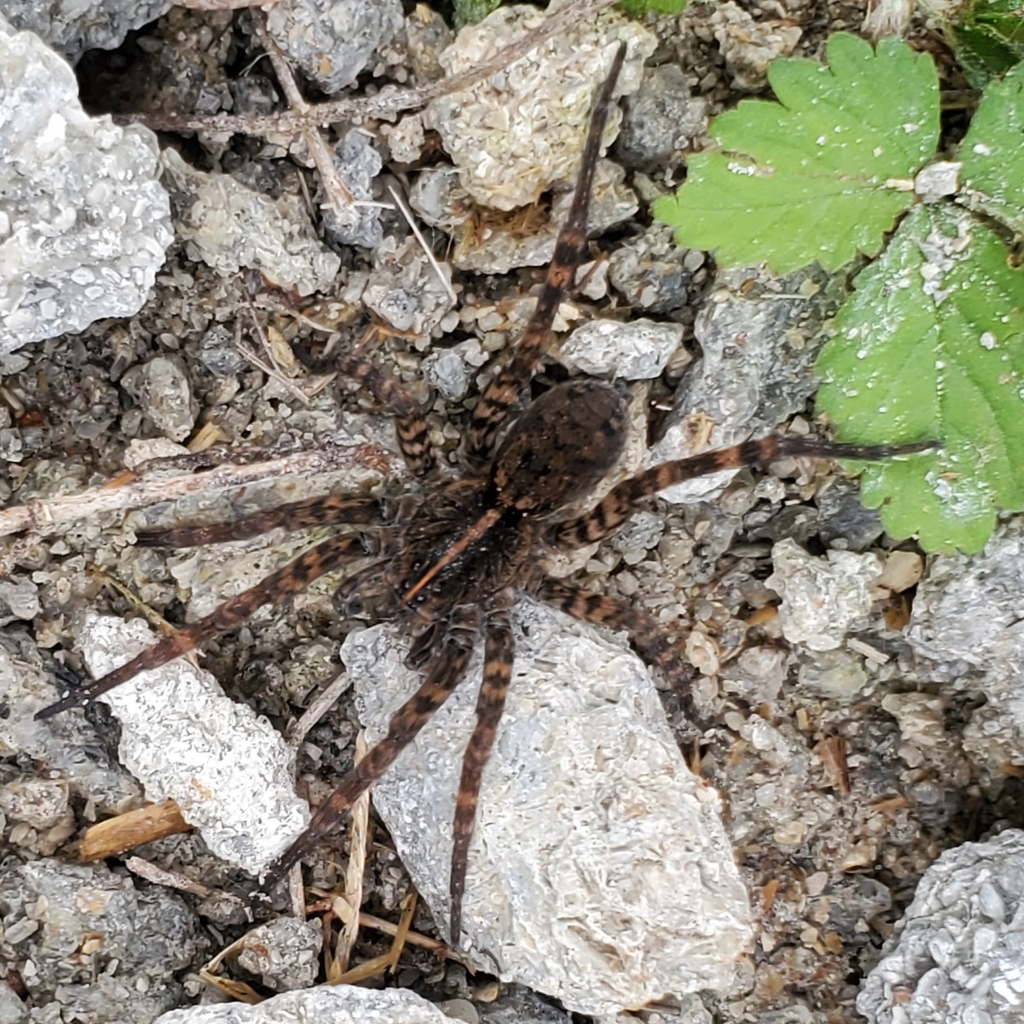 Georgia Wolf Spider in October 2022 by Andrew Bowden · iNaturalist