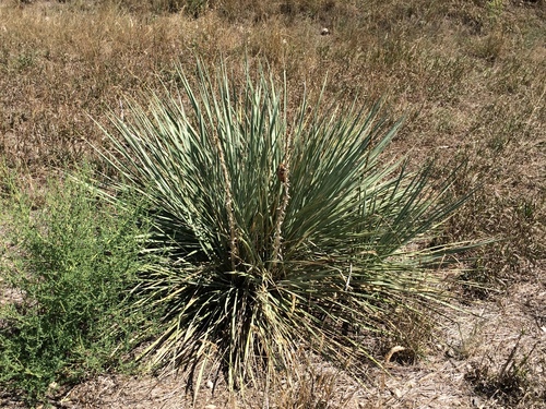 Great Plains yucca
