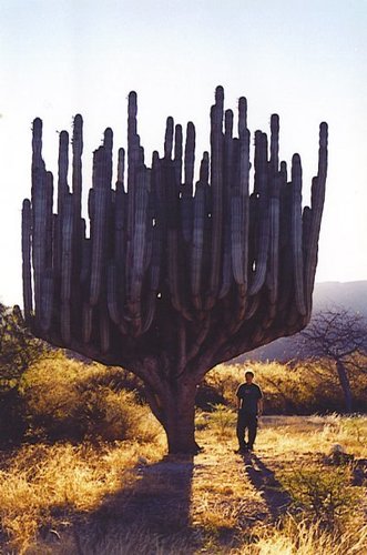 candelabro