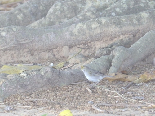 Yellow-browed Sparrow