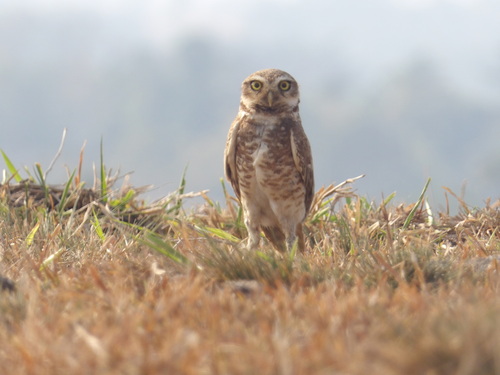 Burrowing Owl