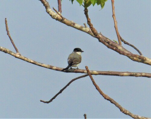 Fork-tailed Flycatcher
