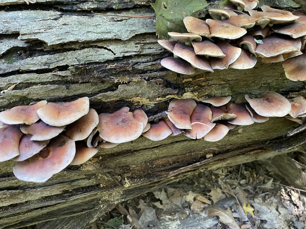 Brick Cap from Sherwood Dr, Valparaiso, IN, US on October 15, 2022 at