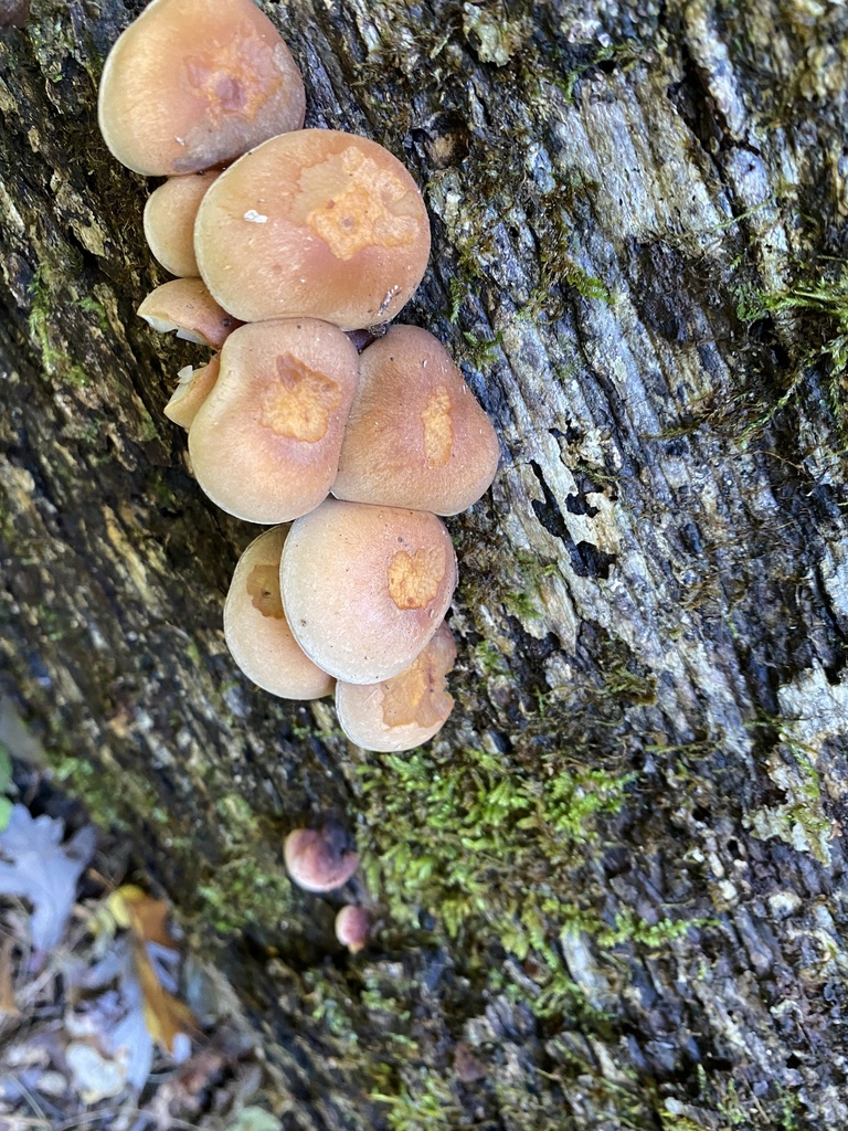 Brick Cap from Sherwood Dr, Valparaiso, IN, US on October 15, 2022 at