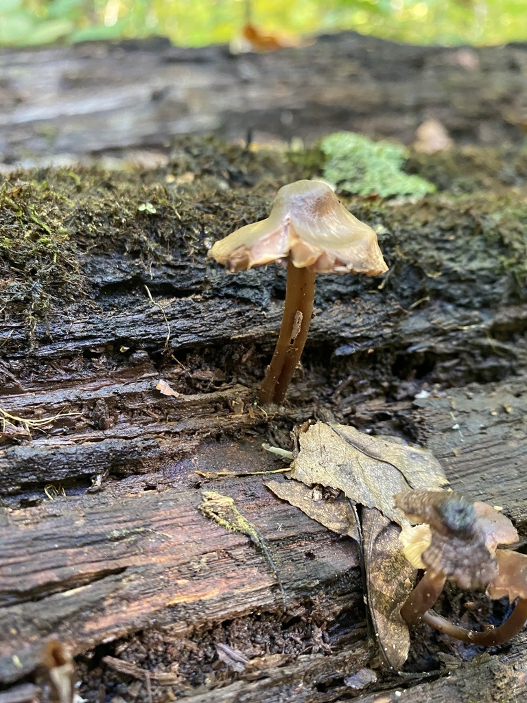 Redspotted Mycena from Sherwood Dr, Valparaiso, IN, US on October 15