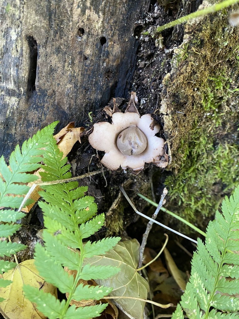 Geastrum from Sherwood Dr, Valparaiso, IN, US on October 15
