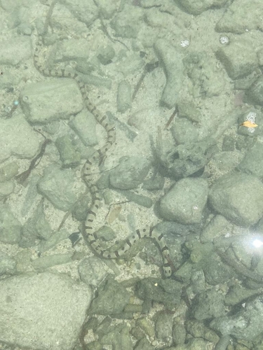 Harlequin Snake Eel — seen at this dive site