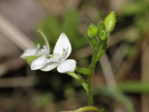 Ponthieva ephippium image