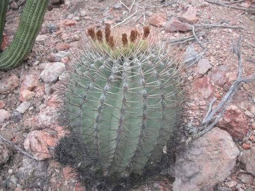 Emory's barrel cactus