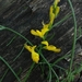 Genista carinalis - Photo (c) Lars Mannzen, all rights reserved, uploaded by Lars Mannzen