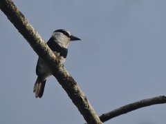 Notharchus hyperrhynchus image