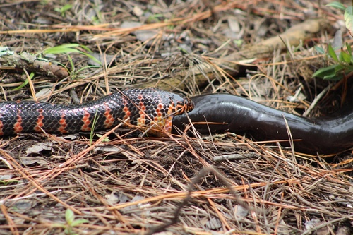 Mudsnake