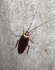 Periplaneta americana image