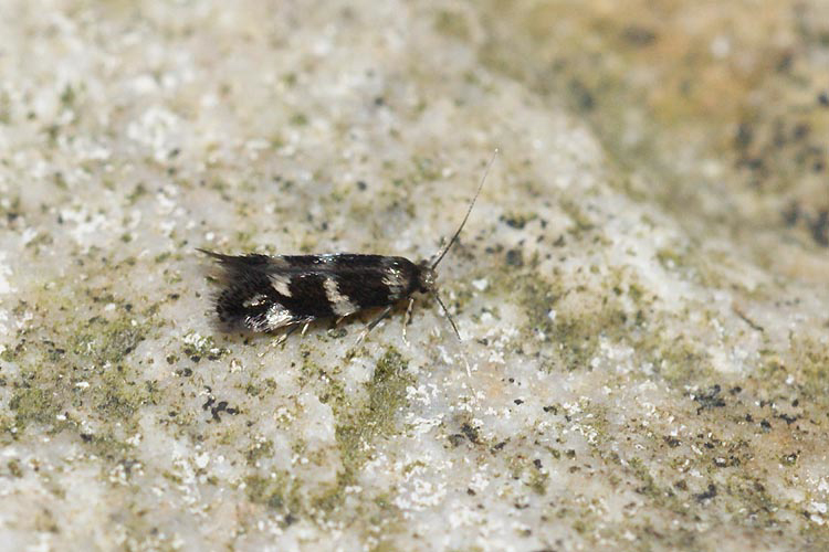 Deschampsia Stem-miner