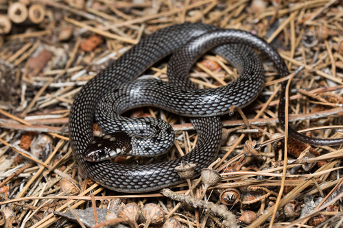 Ring-Headed Dwarf Snake