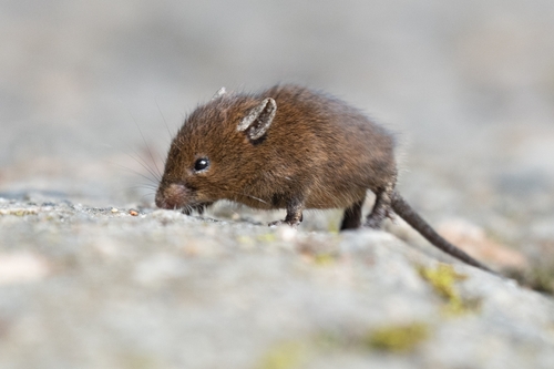 Bonhote’s Mouse (Mus famulus) — Endangered Mammalia