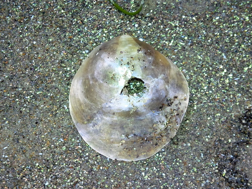 Pearly Jingle