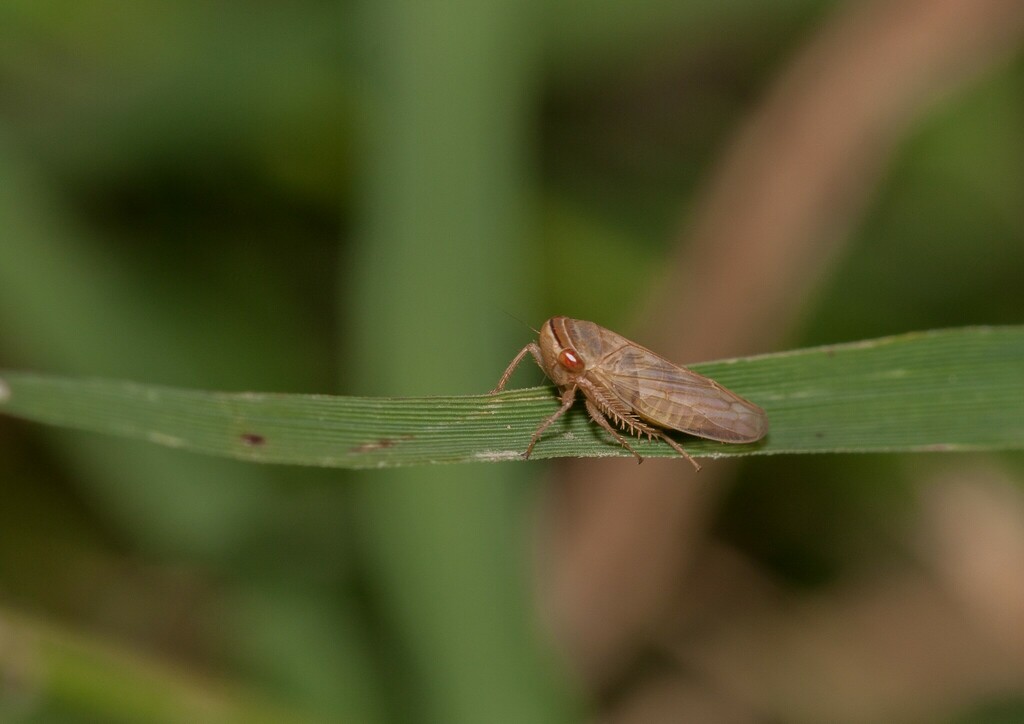 Exitianus capicola Insect Vectors of Plant Disease