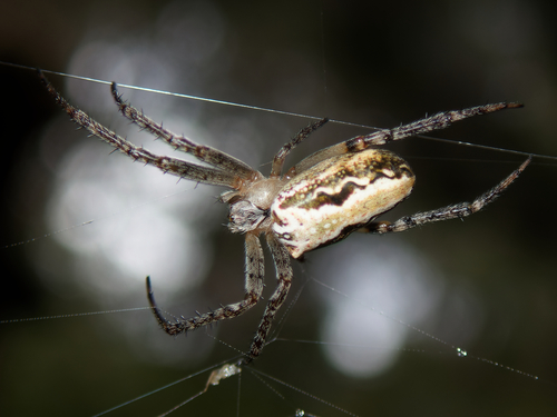 Western Bush Orbweaver