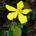 Hibbertia perfoliata - Photo (c) Faz, todos los derechos reservados, subido por Faz