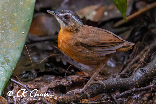 Malayan Black-capped Babbler