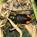 Florida Metallic Tiger Beetle - Photo (c) Jay L. Keller, all rights reserved, uploaded by Jay L. Keller