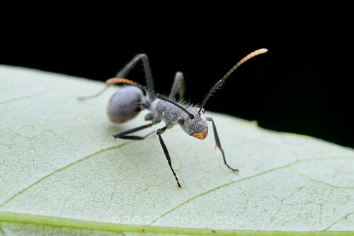近沟多刺蚁Polyrhachis subfossa