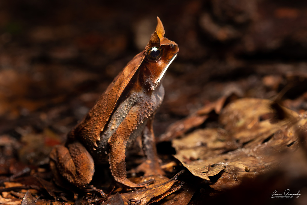 Horned Toad