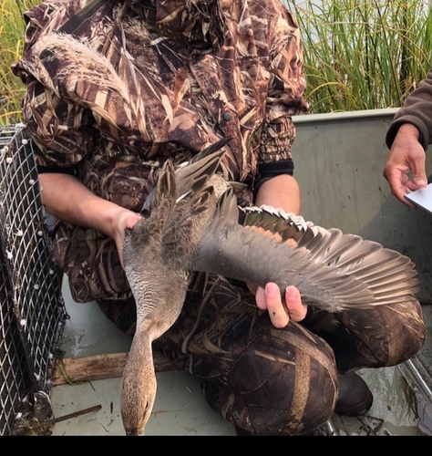 Northern Pintail