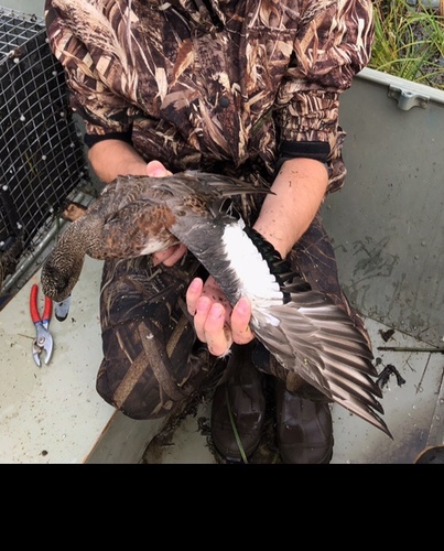 American Wigeon