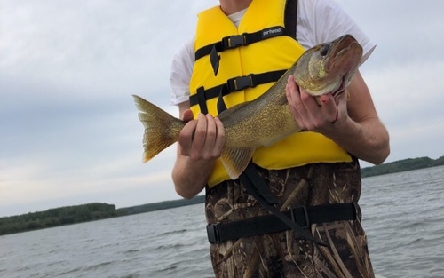 Walleye