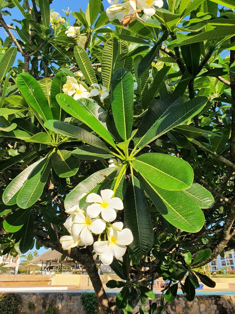 White Frangipani (Plumeria obtusa) · iNaturalist