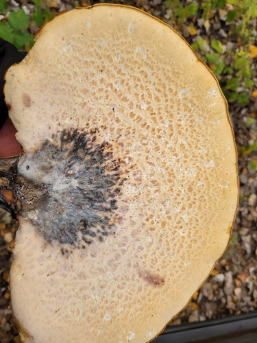 Dryad's Saddle