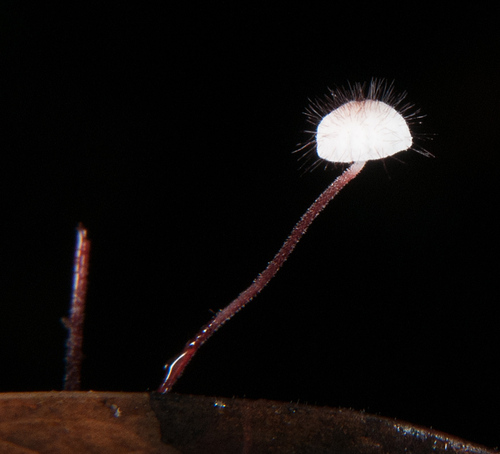 holly parachute