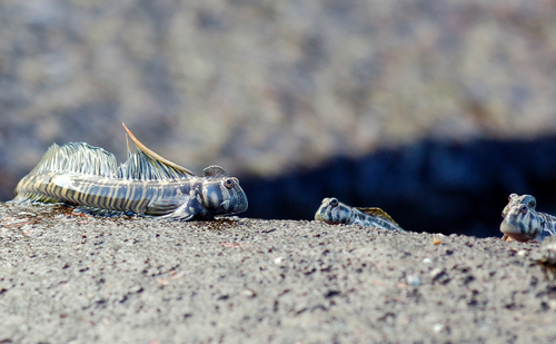 Alticus monochrus