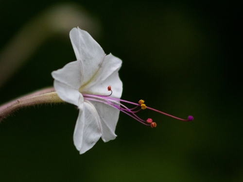 Mirabilis longiflora