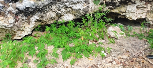 Solanum suaveolens