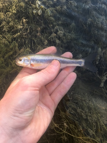 Southern Leatherside Chub