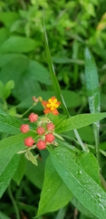 Asclepias curassavica image