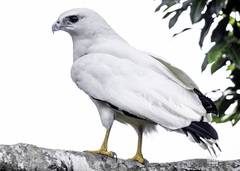 White Hawk (Pseudastur albicollis) · iNaturalist