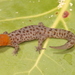 Underwood's Least Gecko - Photo (c) Jake Scott, all rights reserved, uploaded by Jake Scott