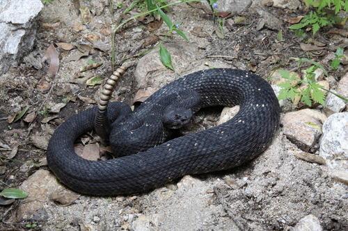 Arizona Black Rattlesnake