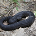 Arizona Black Rattlesnake - Photo (c) Jake Scott, all rights reserved, uploaded by Jake Scott