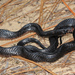 Eastern Indigo Snake - Photo (c) Jake Scott, all rights reserved, uploaded by Jake Scott