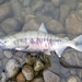 Chum Salmon - Photo (c) Kauveh Rad, all rights reserved, uploaded by Kauveh Rad