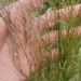 Rough Speargrass - Photo (c) Nayture Howswho, all rights reserved, uploaded by Nayture Howswho