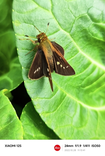 Common Straight Swift
