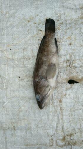 White Grouper