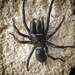 Purse-web Spider - Photo (c) Stephane Zimmer, all rights reserved, uploaded by Stephane Zimmer