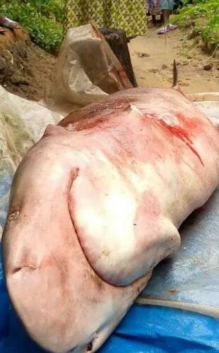 Bull Shark